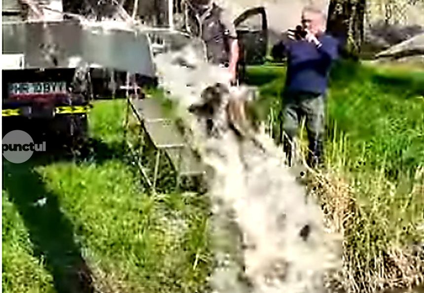 850 kg de crap eliberai la Targu Mures video