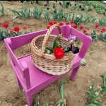 Campul de lalele din Marculeni atrage mii de vizitatori in judetul Mures florile pot fi cules direct din camp
