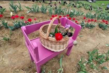 Campul de lalele din Marculeni atrage mii de vizitatori in judetul Mures florile pot fi cules direct din camp