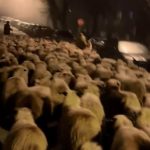 Oferte variate de ovine pentru Paste la Targu Mures