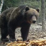 Peste 25 de dosare de despagubire in Mures pentru pagubele cauzate de ursi si lupi in valoare de aproape 159000 lei