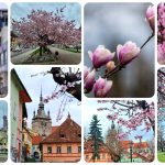 Primavara isi face simtita prezenta in judetul Mures