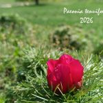 Primul bujor de stepa a inflorit la Zau de Campie Rezervatia se redeschide weekendul viitor