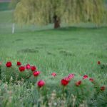 Tot mai multi bujori de steapa au inceput sa infloreasca la Zau de Campie Rezervatia isi asteapta vizitatorii foto