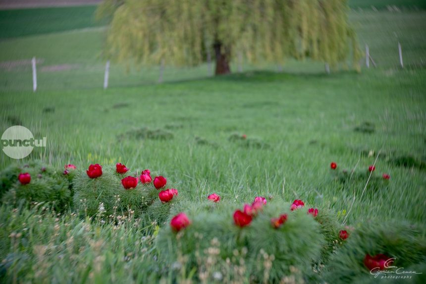 Tot mai multi bujori de steapa au inceput sa infloreasca la Zau de Campie Rezervatia isi asteapta vizitatorii foto