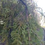 Trafic feroviar suspendat pe traseul Toplita Rastolita din cauza copacilor cazuti