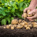 300 de euro pe hectar pentru agricultorii din Mures care cultiva cartofi