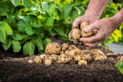 300 de euro pe hectar pentru agricultorii din Mures care cultiva cartofi