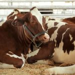 Crescatorii de bovine atrag atentia ca scaderea pretului la lapte si cresterea pretului motorinei duc animalele la abator