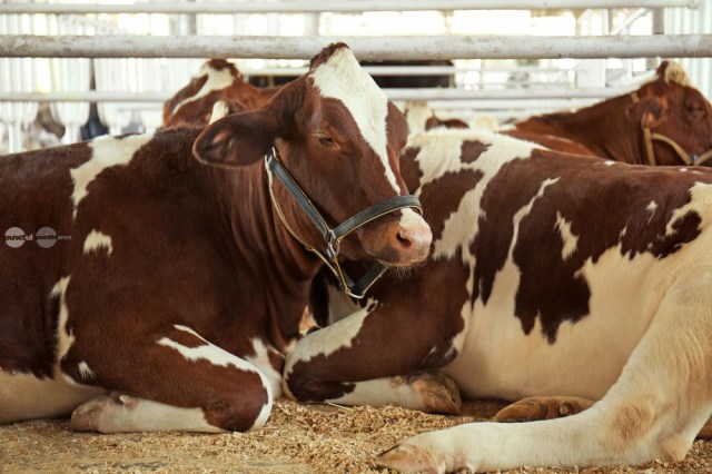 Crescatorii de bovine atrag atentia ca scaderea pretului la lapte si cresterea pretului motorinei duc animalele la abator