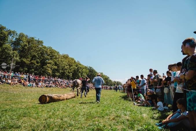 Festival Ecvestru la Reghin cai parade si demonstratii impresionante pe 30 august