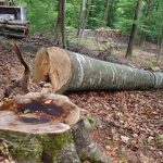 Harghita pe locul trei in Romania in ceea ce priveste cantitatea de lemn recoltat din paduri