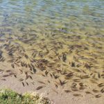 Lacul Sfanta Ana nivelul apelor degradarea calitatii apelor interzicerea imbaierii algele si pestisii