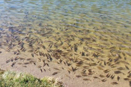 Lacul Sfanta Ana nivelul apelor degradarea calitatii apelor interzicerea imbaierii algele si pestisii
