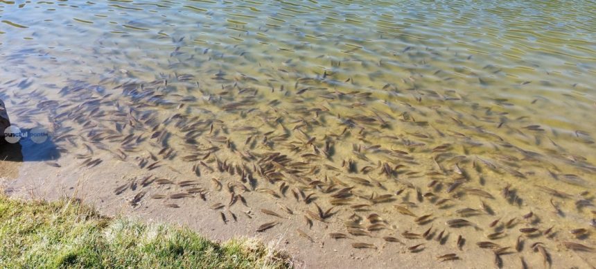 Lacul Sfanta Ana nivelul apelor degradarea calitatii apelor interzicerea imbaierii algele si pestisii