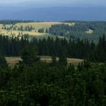Sighisoara si Valea Muresului incluse intr un catalog national destinat protejarii biodiversitatii