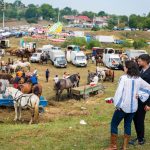expoziie de cai i blat romneasc la cipieni dumitria gliga mureul pe primul loc n ar la producia de lapte de vac