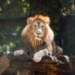 prezentare de moda ecologica in custile leilor de la gradina zoologica din targu mures