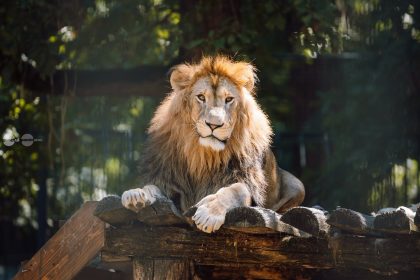 prezentare de moda ecologica in custile leilor de la gradina zoologica din targu mures