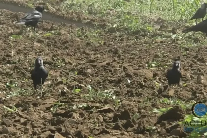 Covasna: Ciorile produc pagube însemnate culturilor agricole din județ