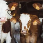 Crescătorii de bovine și porcine pot solicita ajutoare de stat până pe 24 septembrie