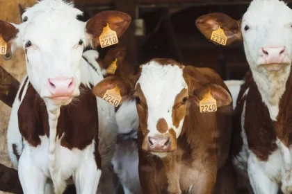 Crescătorii de bovine și porcine pot solicita ajutoare de stat până pe 24 septembrie