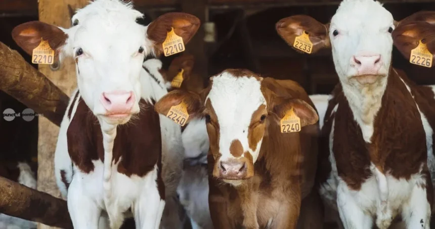 Crescătorii de bovine și porcine pot solicita ajutoare de stat până pe 24 septembrie