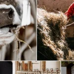 Ferma Bio Tej din Mădăraș, o descoperire de neratat