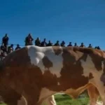 Parada Taurilor revine la Sângeorgiu de Mureș. Sute de fermieri așteptați la eveniment