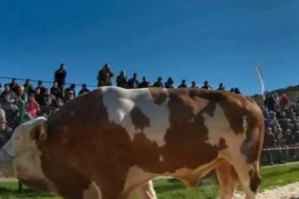 Parada Taurilor revine la Sângeorgiu de Mureș. Sute de fermieri așteptați la eveniment