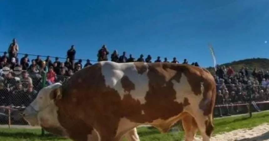Parada Taurilor revine la Sângeorgiu de Mureș. Sute de fermieri așteptați la eveniment