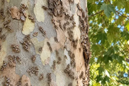 Tigrii de platan au revenit la Târgu Mureș. Micile insecte provoacă din nou disconfort