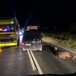 Accidente tot mai frecvente cu urși în Mureș: șapte animale ucise de mașini și trenuri