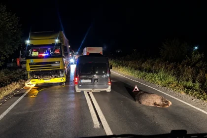 Accidente tot mai frecvente cu urși în Mureș: șapte animale ucise de mașini și trenuri