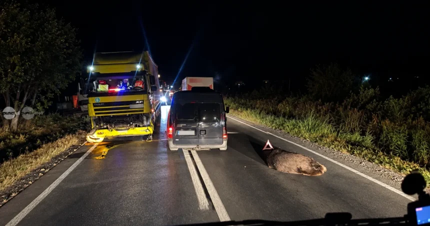 Accidente tot mai frecvente cu urși în Mureș: șapte animale ucise de mașini și trenuri