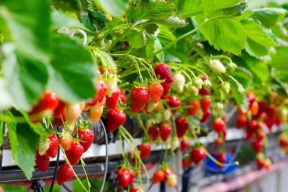 Ajutor de 4.000 euro/hectar pentru cultivatorii de căpșune
