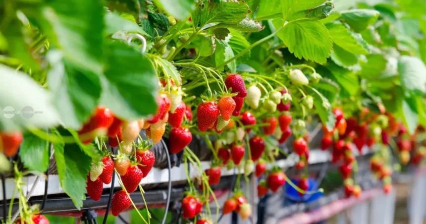 Ajutor de 4.000 euro/hectar pentru cultivatorii de căpșune