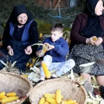 Clacă la desfăcatul, sfărmatul și măcinatul porumbului, ca pe vremuri