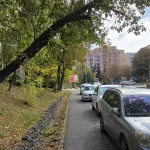 Copacul s-a înclinat respectuos. Urmează îmbrățișarea cu o mașină...