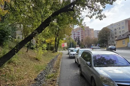 Copacul s-a înclinat respectuos. Urmează îmbrățișarea cu o mașină...