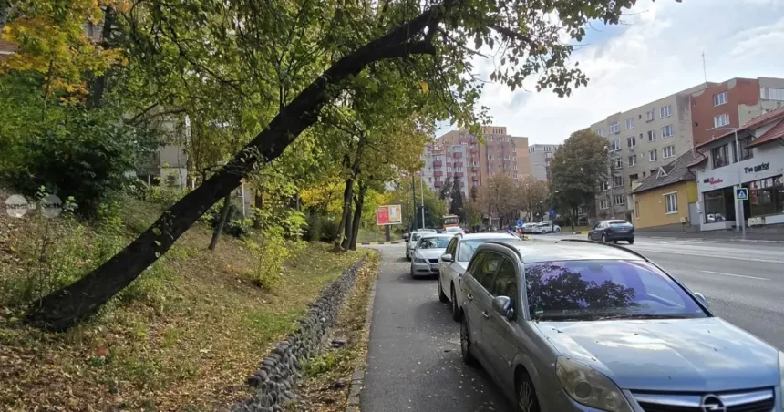 Copacul s-a înclinat respectuos. Urmează îmbrățișarea cu o mașină...