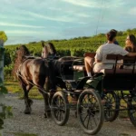 ISSA Equines din Turda: peste 50 de cai, demonstrații ecvestre și plimbări prin podgorii