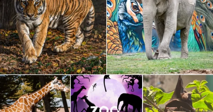 Magie de seară la Grădina Zoologică din Târgu Mureș