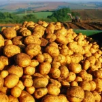 Producții bune la cereale și cartofi în Harghita; fermierii se tem de costuri