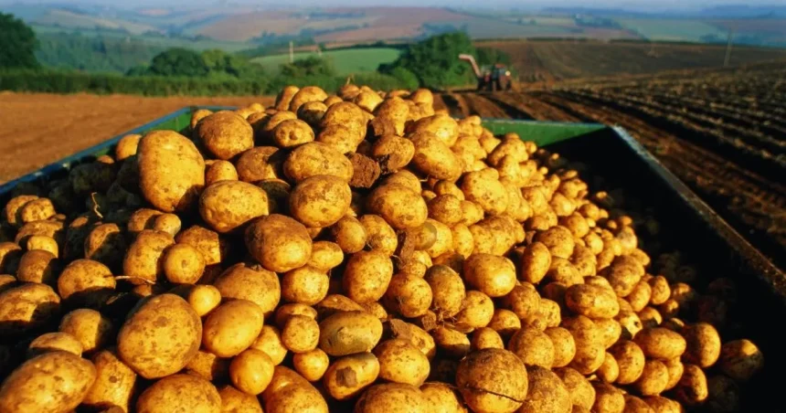 Producții bune la cereale și cartofi în Harghita; fermierii se tem de costuri