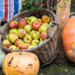 Sărbătoarea Mărului de la Batoș: producători locali și spectacole folclorice