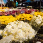 Târgul de flori se întoarce: 10 zile de crizanteme și decorațiuni de sezon în centru