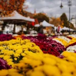 Târgul Producătorilor de Flori revine în Piața Trandafirilor