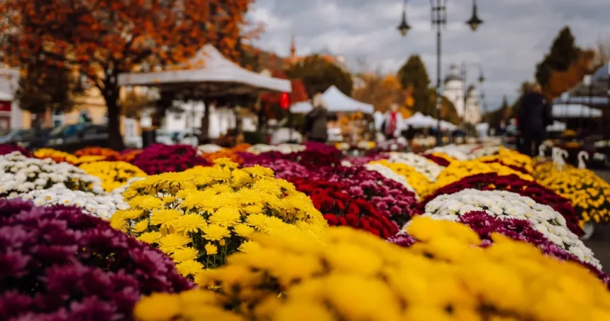 Târgul Producătorilor de Flori revine în Piața Trandafirilor