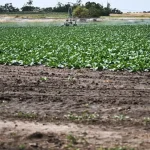 Ungaria irigă cu apă din iazuri piscicole terenurile secate. Program posibil național